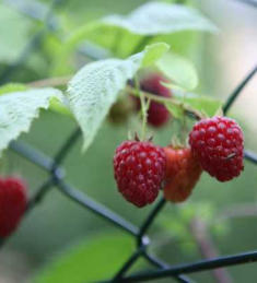 Himbeeren - lecker